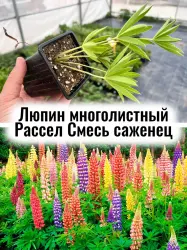Люпин многолистный Рассел смесь цветов многолетник саженец