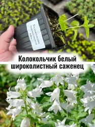 Колокольчик широколистный белый многолетние цветы саженец