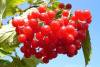 image.jpg@webp